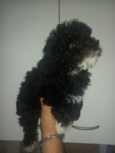 Caniche Mini Toy Machito Negro Azabache  Vacunado 