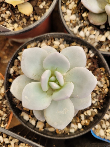 Echeveria Laui. Mac 8. Suculenta Blanca