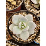 Echeveria Laui. Mac 8. Suculenta Blanca