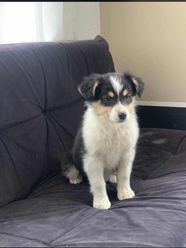 Border Collie Merle