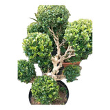 Bonsai De Buxos Com 50 Anos Fotos Reais Promoção 