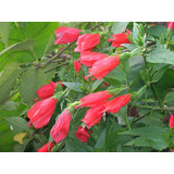Malvavisco (hibisco Colibri) Vermelho (muda)