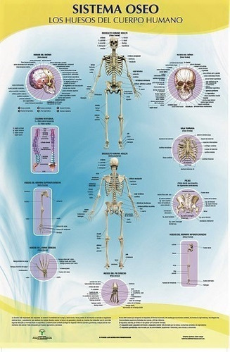 Poster El Sistema Oseo, Los Huesos Del Cuerpo Humano 