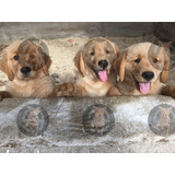 Cachorras Golden Retriever 100% Premium, Preciosas.