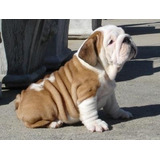 Hermosos Bulldog Ingles 