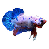 Bettas Hmpk