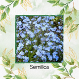 100 Semillas De Flor Myosotis Alpestris + Obs Germinación