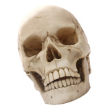 Escala De 1: 1 Modelo Esquelético Cráneo Humano Apoyo