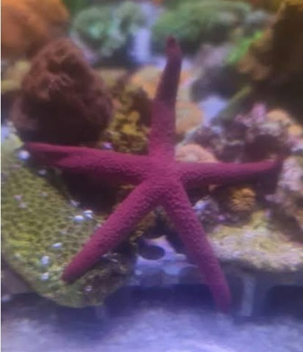 Estrela Roxa Reef Safe Importada (gênero Fromia):