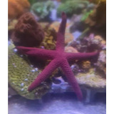 Estrela Roxa Reef Safe Importada (gênero Fromia):