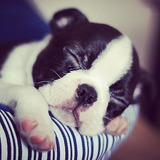 Cachorro Boston Terrier Puppy Boston Perrito Dog Pupy Bostom