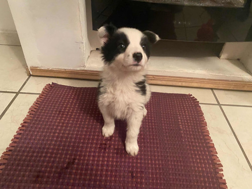 Cachorro Border Collie Con Carita De Panda