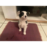 Cachorro Border Collie Con Carita De Panda