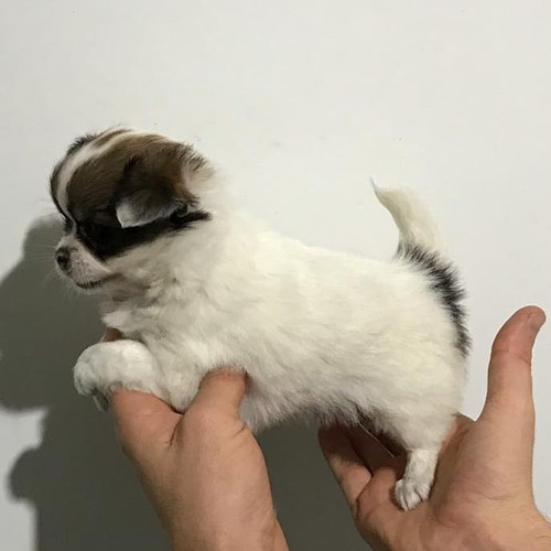 Excelente Hembrita Chihuahua  Mini 