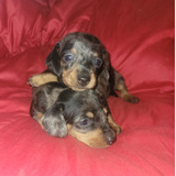 Dachshund Salchicha Miniatura Arlequin  Macho Fca  Bellos !!