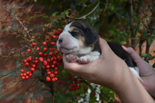 Beagle Cachorros  Beagle