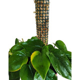 Tutor De Musgo Para Plantas Verde 65cm /moss Pole Con Estaca