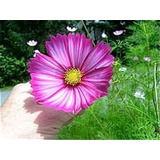 Cosmos Candy Stripe-  Flor - Sementes Para Mudas