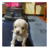 Ultima Macho Disponible Poodle Maltes 