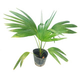 Planta Palmera Latania 3l Greenonline Vivero