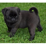 Cachorro Pug Carlino Negro 002