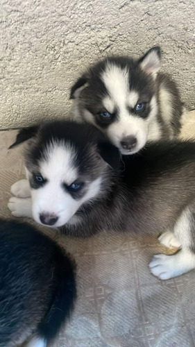 Husky Siberian Juguetones Cachorros 