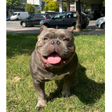 Servicio De Stud American Bully 