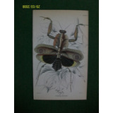 Insecto Mariposa   Deroplatys  Grabado Coloreado De 1833