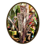 Bromélia Billbergia Fantasia Cores Vibrantes Fácil Cultivo!