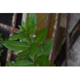 Plantines Laurel- Cultivo Orgánico (tamaño Mediano)