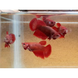 Betta Hembra Surtida (paquete De 10)