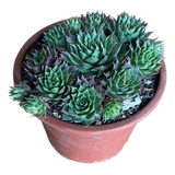 Planta Suculenta