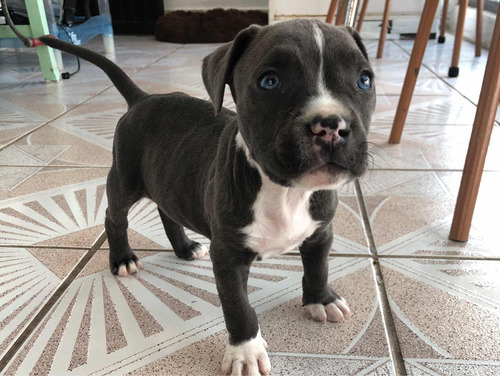 Cachorro Terrier Macho De 80 Días, Pelaje Corto