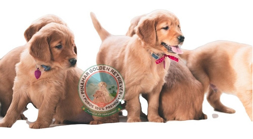 Golden Retriever Linea Premium + Obra Social 12 Meses