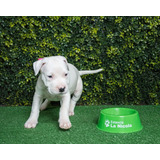 Cachorro Dogo Argentino 002