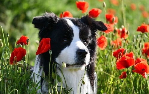 Border Collie Linaje  Importado 1437