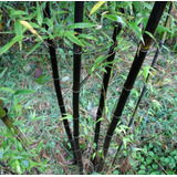 Kit 3 Bambú Negro Variedad Única + Semillas 
