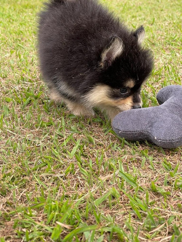 Cachorro Pomsky Pomski Perritos Cachorritos Poski Posky