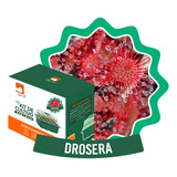 Kit De Cultivo Plantas Carnívoras: Droseras Variedades