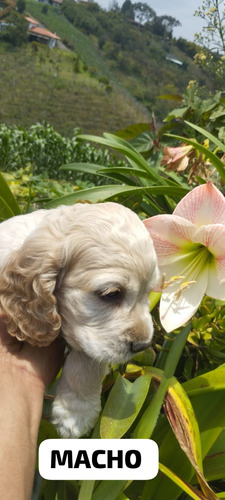 Cachorro Cocker Spaniel