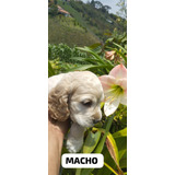 Cachorro Cocker Spaniel