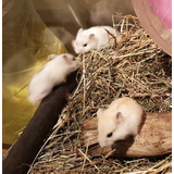 Hamster Rusos Bio Y Felices