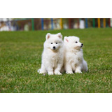 Cachorros Samoyedos.