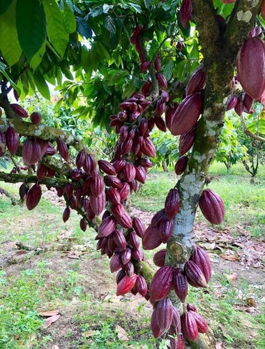 50 Semillas De Cacao Rojo ( Germinacion Rapida )