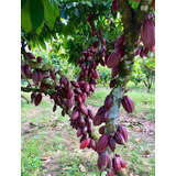 50 Semillas De Cacao Rojo ( Germinacion Rapida )