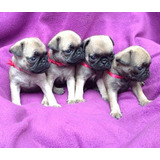 Pug En Venta De Cachorro Cali Medellin Bogota,