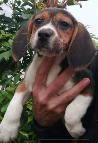 Cachorros Beagles