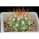 60 Semillas De Cactus Melocactus Curvispinus Y Matanzanus