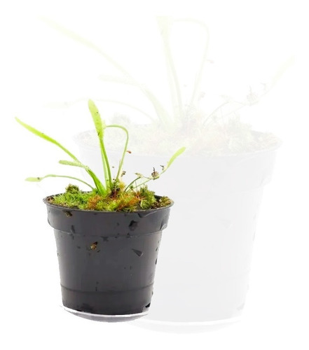 Planta Carnívora Drosera Capensis Mini Con Mercado Envíos