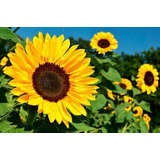 Semillas De Girasol X 5 Kg Especial Para Brotes.